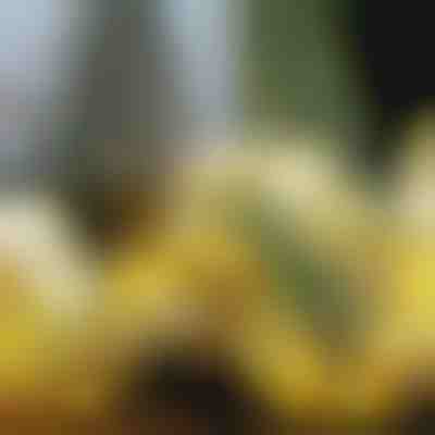 Leuchtendes Weihnachtsband (500 cm) | SHINESTRAP