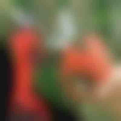 Elektrische Gartenschere, kabellos für Garten und Obstgarten | WHIZZPRUNER