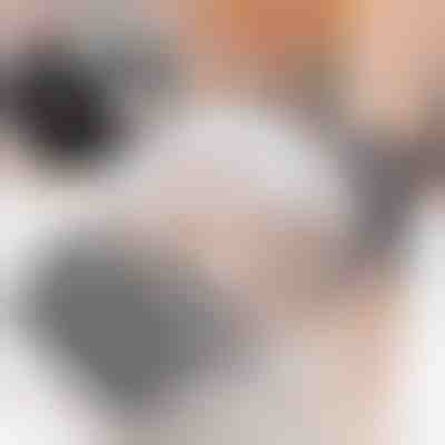 Selbstpfleger für Katzen (2 Stück) | PURRCORNER