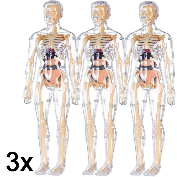 3x 3D-Lernmodell der menschlichen Anatomie | FLESHTOPIA